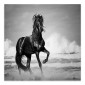 Πίνακας σε καμβά "Black Horse"  ψηφιακής εκτύπωσης 60x60x3εκ.