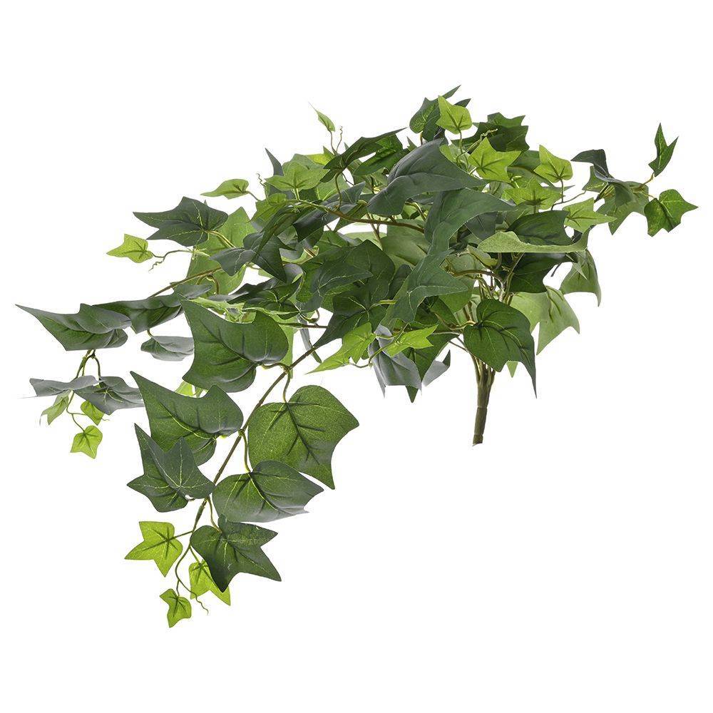 Ρίζα πρασινάδα κισσός 60cm με 120 φύλλα Iliadis 65830